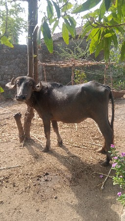 chalo Junagarh Tahsil Taluka