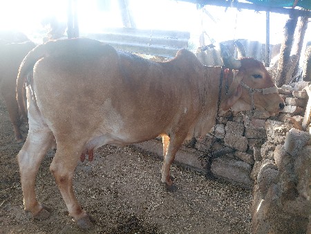 ગાય વેચવાની છે