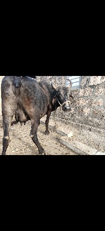 ક્રોસિંગ જર્સી  વેચવાની છે