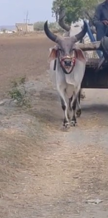 ઘોઢલો દેવાનો સે