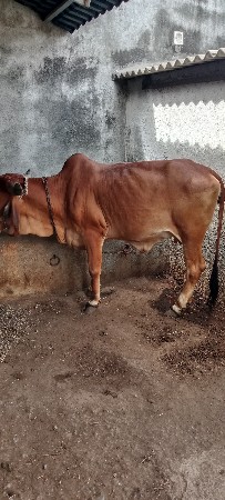 વેચવની છે
