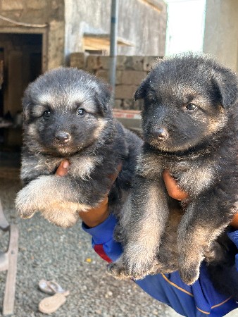 જર્મન કૂતરો ને કુત્રી વેસ્વના