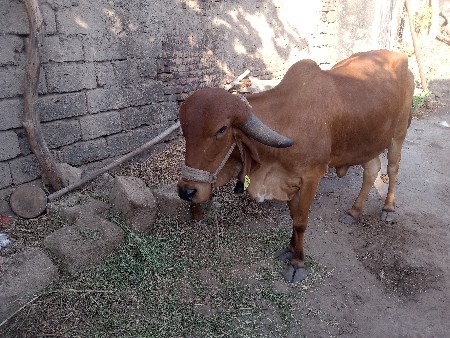 હોડકી દેવાની છે એક મહિનો થયો છે