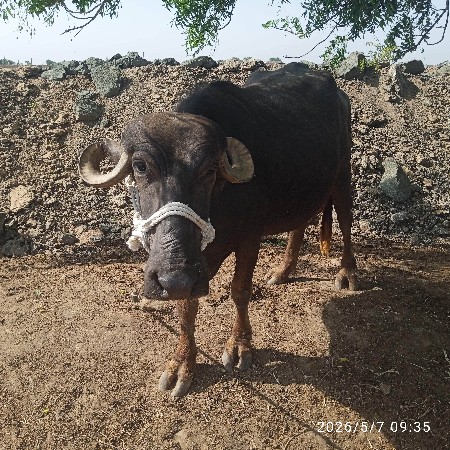 ધાનાભાઈગઢવી