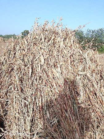 નિરણ વેચવાની છે.