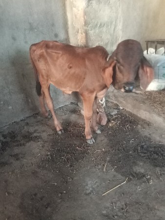 vechavani se