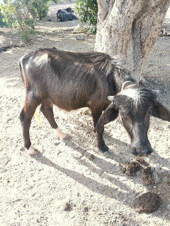 પાડો વેચવાનો છે