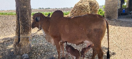 ગાય વેચવાની છે