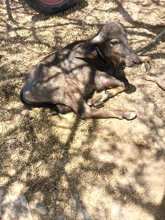 પાડો