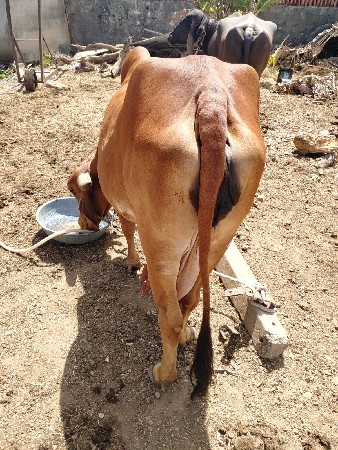5થી6 દીવસ માં વીયાછે