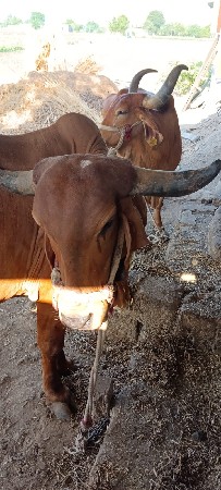 ગાય વેચવાની છે