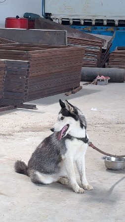SAIBERIYAN HASKI FEMALE