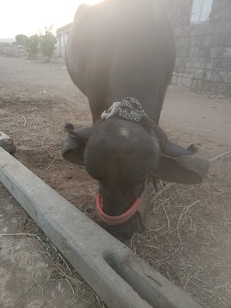 ભેસવેસવાનીસે