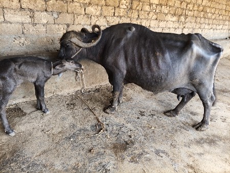 આઠ દિવસની વીણેલી આઠ 7લિટર દૂધ