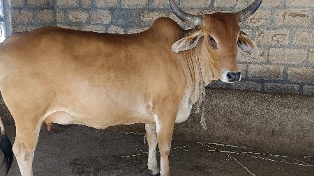 gay vechvani se