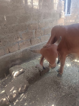 હોડકી