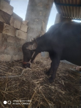 ખડેલી વેચવાની છે