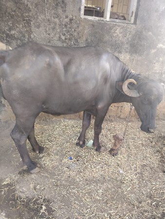 પડેલી પેલવેતરી છે 6 મયને