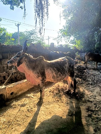 કાકરેજ ગાય વેચવાની છે