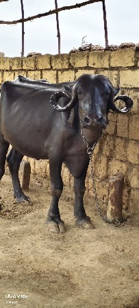 રાધે શ્યામ ડેરી ફાર્મ