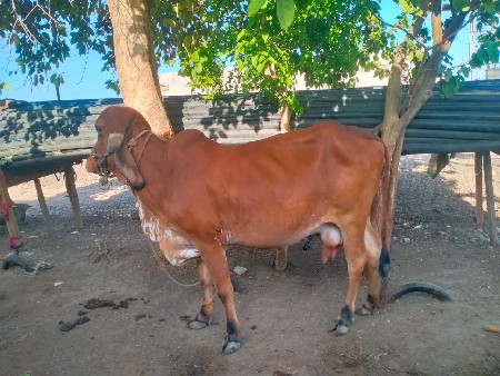 ગીર ગાય વેશવાની છે