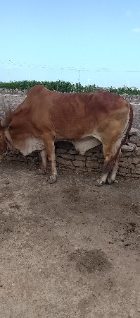 આ બળદ વેચી નાખવાનું છે4થી ધર માં છે