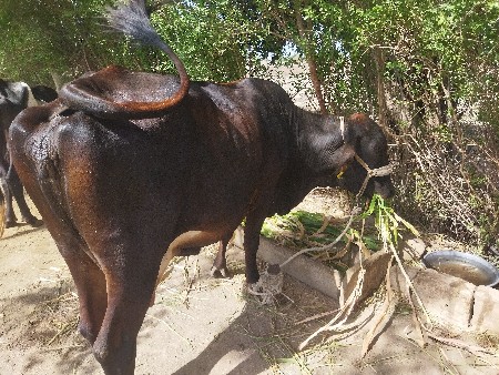 આ ગાય વેસ્વાની ઓરિજનલ ગીર ક્રોસ