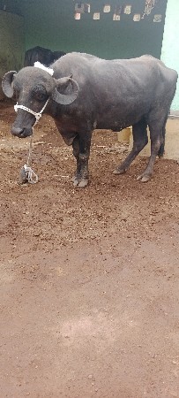 ખડેલી વેસવા ની સે