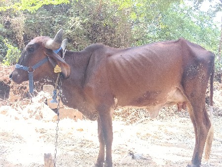 ગાય વેચવાની છે