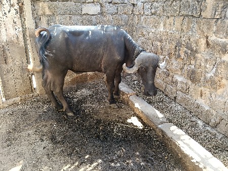 પાડી
