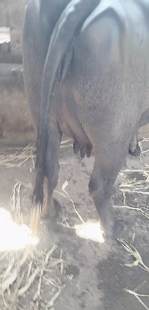 ભેંસ વેચવાની છે