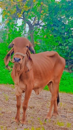 ઓરિજિનલ ગીર હોડકી વેચવાની છે