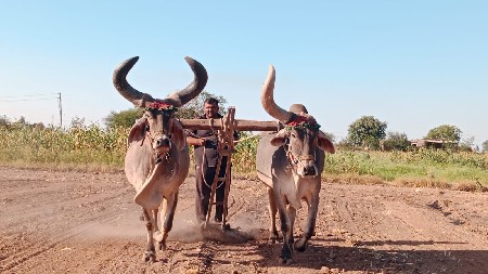 બળદ