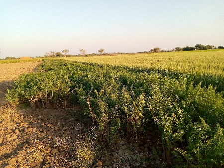 જમીન વેચવાની છે