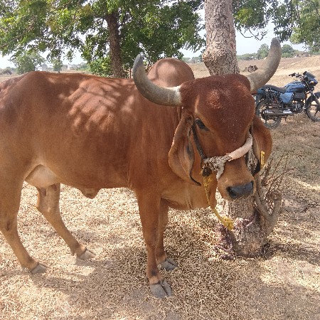 આ ગાય વેચવાની છે