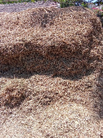 મઞોટુ માંડવી નું