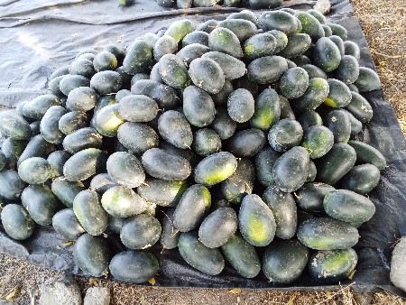 તરબૂચ ની. કસરી વેશવાની છે