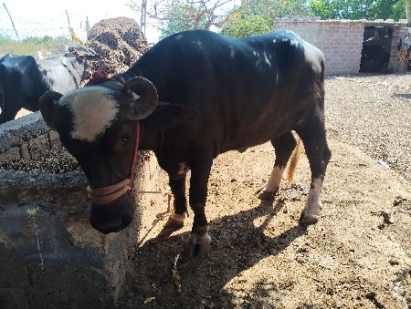 તણવરસનીછે