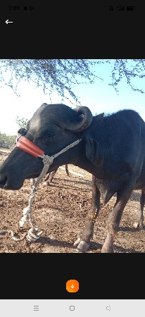 પેલા વેતર મા ખડેલી વેચવાની છે