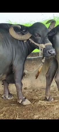 પારેખ