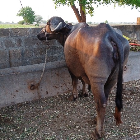 ભેંસ વેચવાની છે પેલું વેતર છે