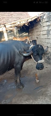 ભેંસ વેચવાની સે