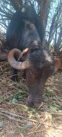 ભેંસ વેચવાની છે