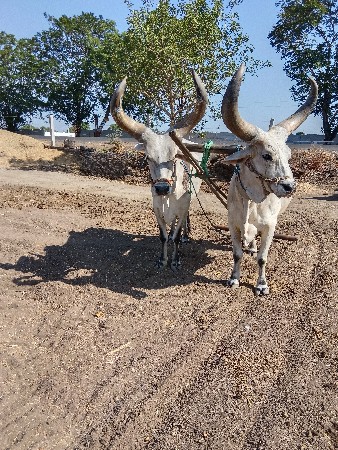 બળદ વેચવાના છે