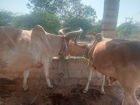 બળદ વેસવાના છે