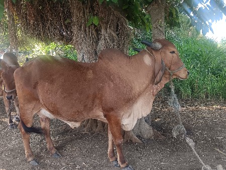 ગીર ગાય વેચવાની છે.