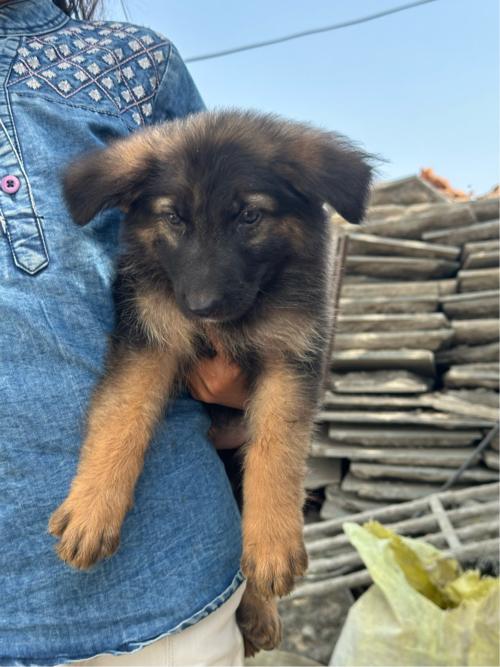 German Shepherd double Court