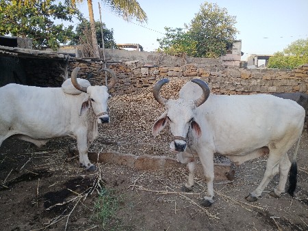 બળધ વેચવાના