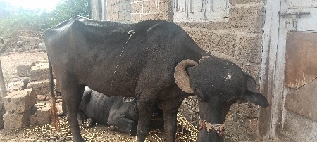 આ. પાડા વેચવાના. છે