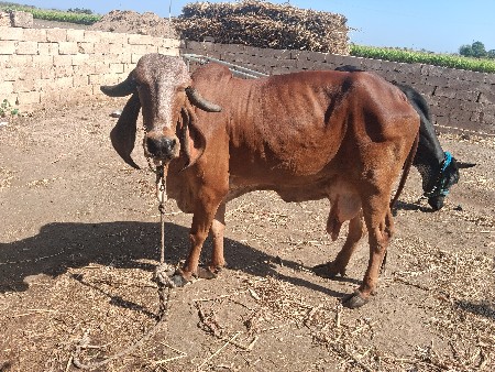ગાય વેસવાનીસે